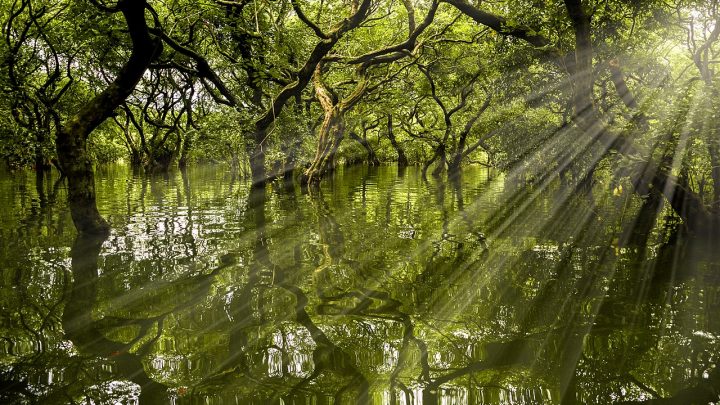 A lush green swamp forest, with rays of tigt streaming through the trees.