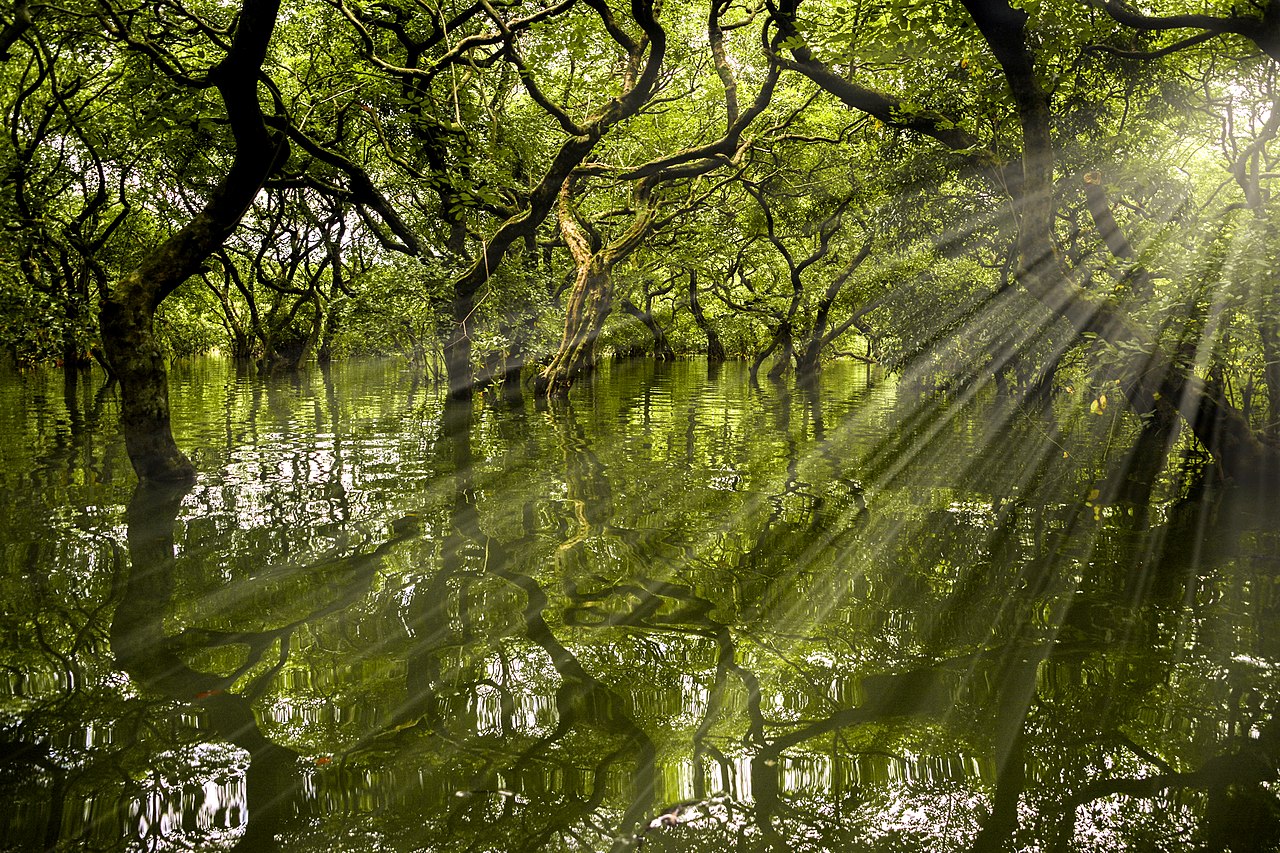 A lush green swamp forest, with rays of tigt streaming through the trees.