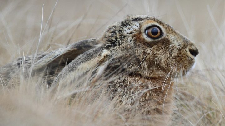 English: Brown hare (Lepus europaeus). An animal which has become extremely rare in Wales. More here on Lepus europaeus: https://en.wikipedia.org/wiki/European_hare Cymraeg: Yr ysgyfarnog, sy'n anffodus wedi prinhau'n arw yng Nghymru.