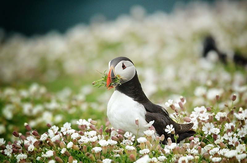 Puffin collecting flowers to build a nest on Skomer Island