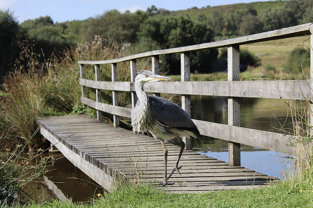 Photo of a grey heron, paused with one leg lifted while fishing for small fry. The heron is stood on a wooden deck over calm water. Taken in the Clwydian Range and Dee Valley.