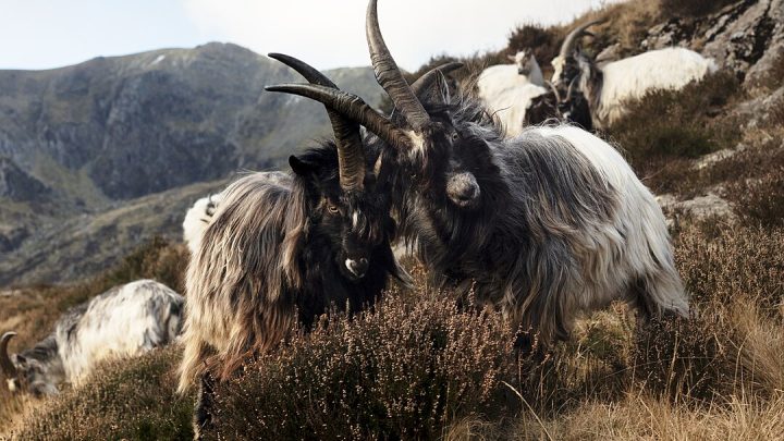 Photo of two billy goats butting heads on a cliff face in the Ogwen Valley, located in the Eryri National Park. The goats have shaggy white and black fur and long horns which are locked together.