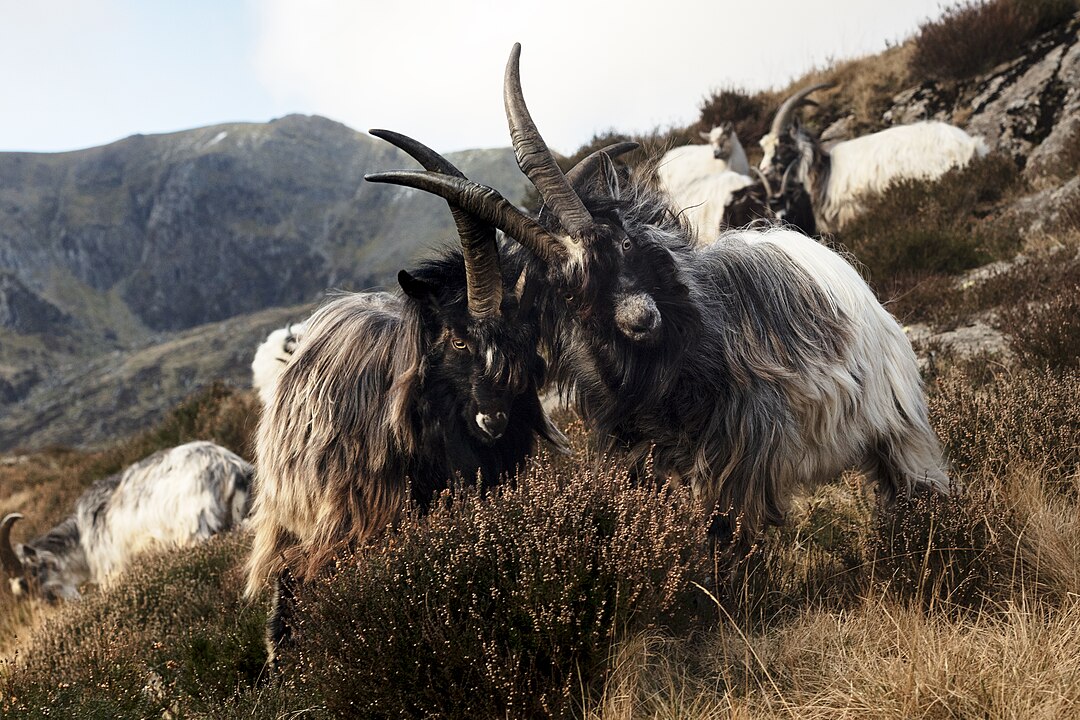 Photo of two billy goats butting heads on a cliff face in the Ogwen Valley, located in the Eryri National Park. The goats have shaggy white and black fur and long horns which are locked together.